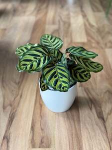 Calathea Makoyana