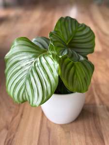 Calathea Orbifolia