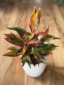 Aglaonema Siam Aurora