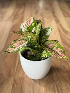 Aglaonema Wishes