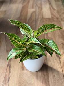 Aglaonema Night Sparkle