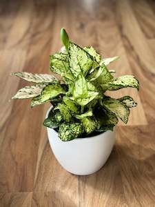 Aglaonema Variegata Pearls