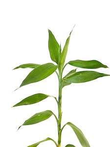 Newest Arrivals: Lucky Bamboo - Green