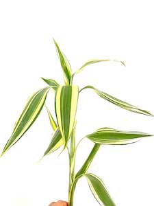 Lucky Bamboo - Variegated Cream