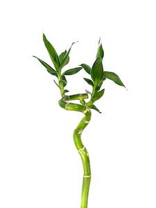 Lucky Bamboo - Curly