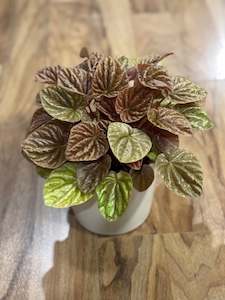 Newest Arrivals: Peperomia Green Quito