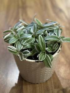 Newest Arrivals: Tradescantia Tenderness