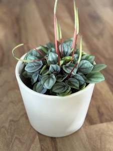 Newest Arrivals: Peperomia Milano