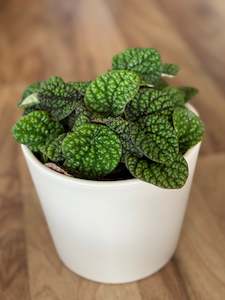 Peperomia Green Bubble