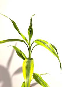 Lucky Bamboo - Variegated Lime