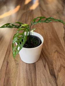 Newest Arrivals: Monstera Obliqua Peru