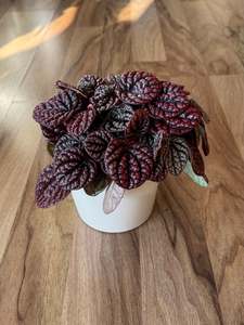 Peperomia Red Burbella