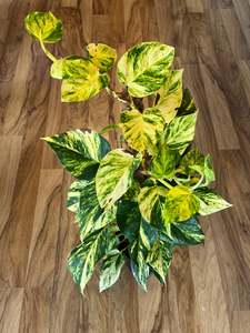 Newest Arrivals: Golden Pothos on Coir Pole 18cm