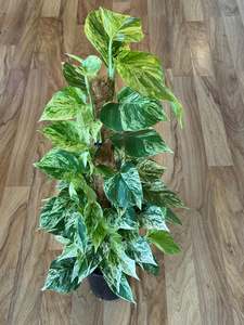 Marble Queen Pothos on Coir Pole 18cm