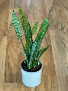 Newest Arrivals: Sanserviera Black Coral