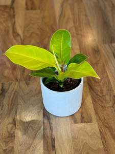 Newest Arrivals: Philodendron Moonlight