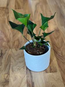 Newest Arrivals: Anthurium Arrow