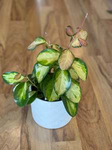 Newest Arrivals: Hoya Australis Lisa