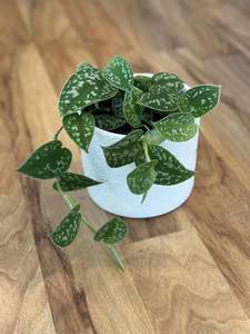 Satin Pothos