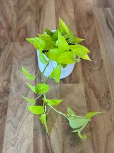 Newest Arrivals: Neon Pothos