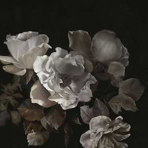 Price 170 Per Square Metre: D'Argento