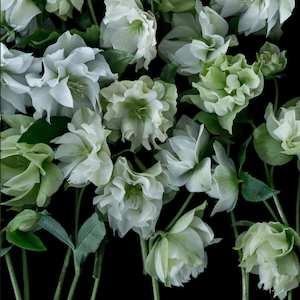Price 170 Per Square Metre: Double White Helebores