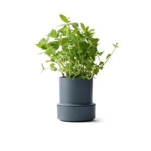 Garlic Herb Tools: Billund Self-Watering Herb Keeper Pot Blueberry