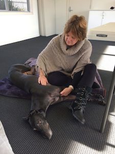 Greyhound massage and stretching online course - The Balanced Dog