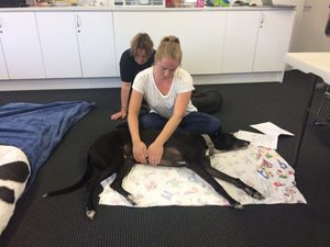 Review of your greyhound's massage and stretching session - The Balanced Dog