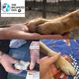 Products: Paws, relax & learn - dog reflexology and nail care - The Balanced Dog