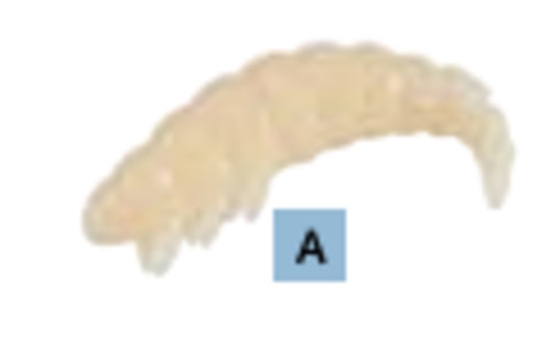 Fishing Lures: Scented Soft Rubber Grub - 6 Grubs per pack - 3cm