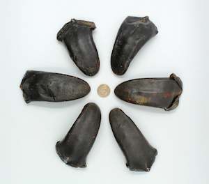 %E5%8F%82%E8%8C%B8%E6%B5%B7%E5%91%B3: 鹿尾巴 31-40g