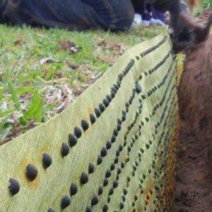 Products: BIOBARRIER® 39" (1m x 31m) - Barrier Root Control