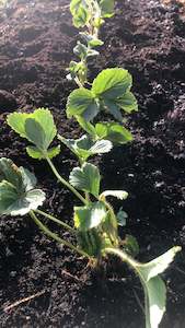 Frontpage: Strawberry Camarosa