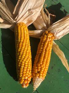 Manaia Maize Seed