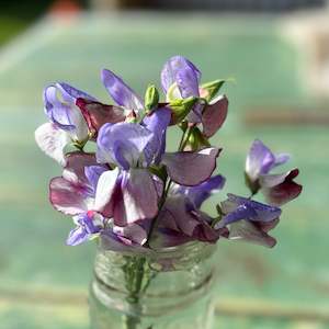 Frontpage: Sweet Pea Seed