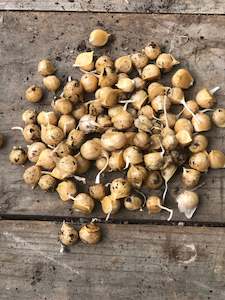 Elephant Garlic Corms