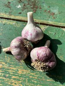 Vegetable Seedlings: Garlic - Hardneck