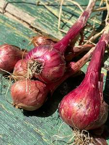 Red Shallots