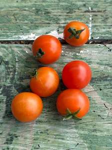 Vegetable Seedlings: Dwarf Henry’s Bush Cherry Tomato Seed