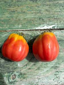 Italian Drop Tomato Seed