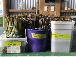 Willow Cuttings