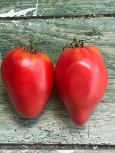 Cour di Bue Tomato Seed