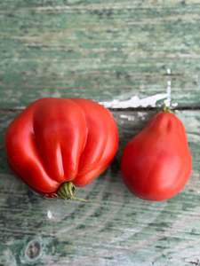 Current High Stock: Large Red Pear Tomato Seed