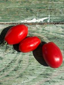 Roma Tomato Seed