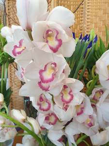 Seasonal specials & Plants: Orchid stem