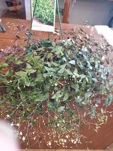 Seasonal specials & Plants: Bridal Veil