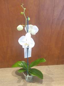 Seasonal specials & Plants: Orchid plants