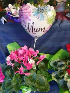 Cyclamen plant & stick balloon