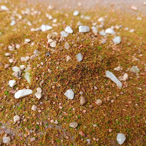 Miniatures: Bea Mini Terrain Basing Ground Powder 10 gram Bottle (Summer Grass and Rocks)